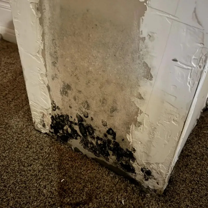 Professional Mold Removal in Sleepy Hollow, CA